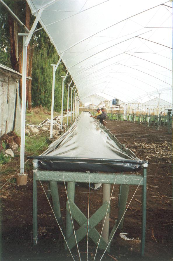 bancos para enraizar mesa mesón armazón tableros camilla estructuras maderas plásticas maderplast cultivos tecnificados viveros plantaciones reforestadores propagadores cultivadores plantas 003 bancos para enraizar mesa mesón armazón tableros camilla estructuras maderas plásticas maderplast cultivos tecnificados viveros plantaciones reforestadores propagadores cultivadores plantas 003 08 bancos para enraizar mesa mesón armazón tableros camilla estructuras maderas plásticas maderplast cultivos tecnificados viveros plantaciones bancos para enraizar mesa mesón armazón tableros camilla estructuras maderas plásticas maderplast cultivos tecnificados viveros plantaciones reforestadores propagadores cultivadores plantas 003 reforestadores propagadores cultivadores plantas 003